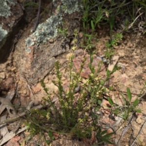 Galium gaudichaudii subsp. gaudichaudii at Googong, NSW - 27 Oct 2016