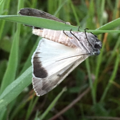 Capusa senilis (Black-banded Wedge-moth) at QPRC LGA - 26 Oct 2016 by Wandiyali