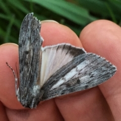 Capusa senilis at Googong, NSW - 27 Oct 2016