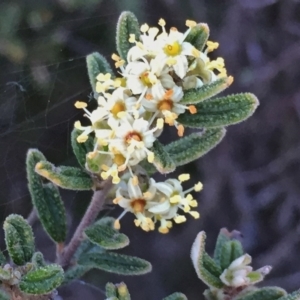 Pomaderris angustifolia at Googong, NSW - 27 Oct 2016