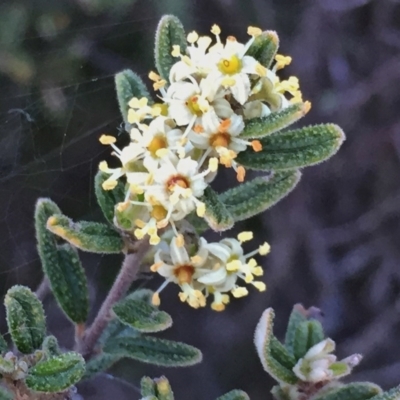 Pomaderris angustifolia (Pomaderris) at QPRC LGA - 26 Oct 2016 by Wandiyali