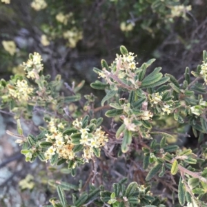 Pomaderris angustifolia at Googong, NSW - 27 Oct 2016