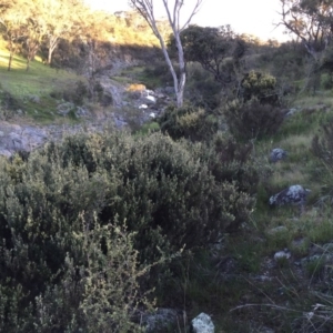 Pomaderris angustifolia at Googong, NSW - 27 Oct 2016