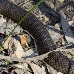 Pseudonaja textilis (Eastern Brown Snake) at Acton, ACT - 27 Oct 2016 by JudithRoach