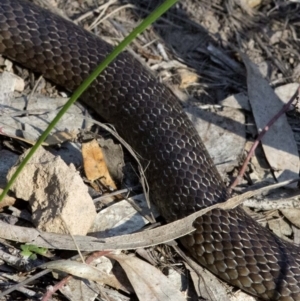 Pseudonaja textilis at Acton, ACT - 27 Oct 2016 08:18 AM