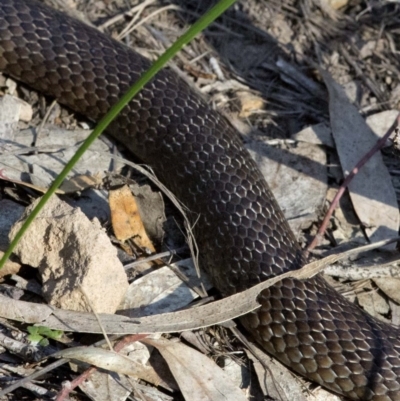 Pseudonaja textilis (Eastern Brown Snake) at Acton, ACT - 26 Oct 2016 by JudithRoach