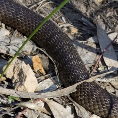 Pseudonaja textilis (Eastern Brown Snake) at Acton, ACT - 27 Oct 2016 by JudithRoach