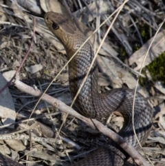 Pseudonaja textilis at Acton, ACT - 27 Oct 2016