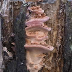 Rhodofomitopsis lilacinogilva complex (Lilac Shelf Fungus) at Cotter River, ACT - 14 Oct 2016 by KenT