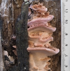 Rhodofomitopsis lilacinogilva complex at Cotter River, ACT - 14 Oct 2016