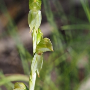 Bunochilus sp. at Cotter River, ACT - suppressed