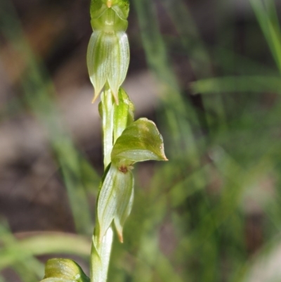 Bunochilus sp. (Leafy Greenhood) at Cotter River, ACT - 14 Oct 2016 by KenT