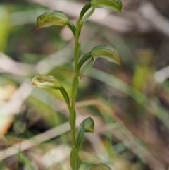 Bunochilus sp. at Cotter River, ACT - suppressed