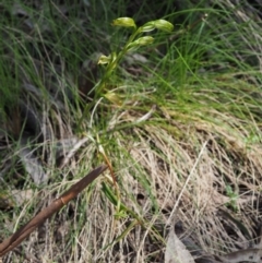 Bunochilus sp. at Cotter River, ACT - suppressed