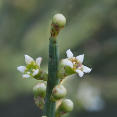 Choretrum pauciflorum (Dwarf Sour Bush) at Cotter River, ACT - 13 Oct 2016 by KenT