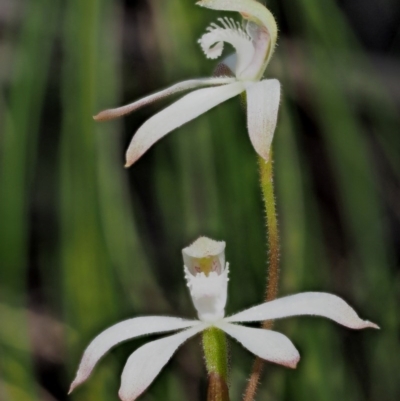 Caladenia ustulata (Brown Caps) at Cotter River, ACT - 14 Oct 2016 by KenT