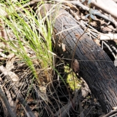 Caladenia ustulata at Cotter River, ACT - 14 Oct 2016