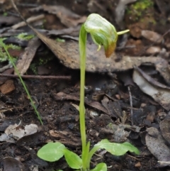 Pterostylis nutans (Nodding Greenhood) at Cotter River, ACT - 13 Oct 2016 by KenT