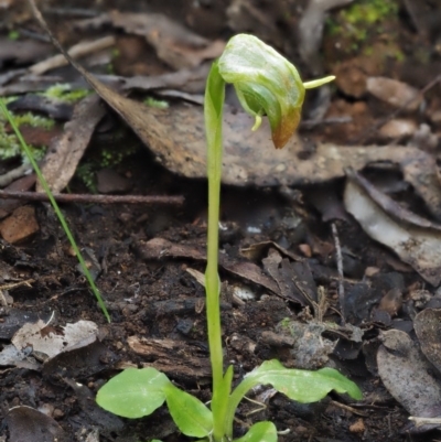Pterostylis nutans (Nodding Greenhood) at Cotter River, ACT - 14 Oct 2016 by KenT
