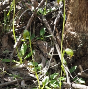 Pterostylis nutans at Cotter River, ACT - 14 Oct 2016