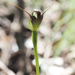 Pterostylis pedunculata (Maroonhood) at Cotter River, ACT - 13 Oct 2016 by KenT
