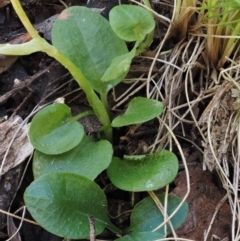 Pterostylis pedunculata at Cotter River, ACT - 14 Oct 2016