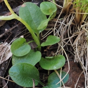 Pterostylis pedunculata at Cotter River, ACT - 14 Oct 2016