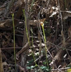 Pterostylis pedunculata at Cotter River, ACT - 14 Oct 2016