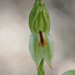 Bunochilus montanus (ACT) = Pterostylis jonesii (NSW) (Montane Leafy Greenhood) at Uriarra Village, ACT - 14 Oct 2016 by KenT