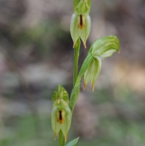 Bunochilus montanus (ACT) = Pterostylis jonesii (NSW) at Uriarra Village, ACT - suppressed