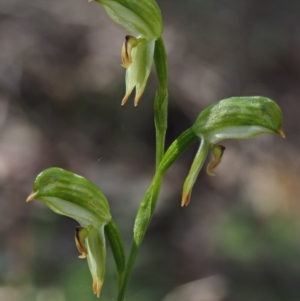 Bunochilus montanus (ACT) = Pterostylis jonesii (NSW) at Uriarra Village, ACT - suppressed