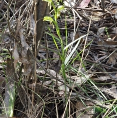 Bunochilus montanus (ACT) = Pterostylis jonesii (NSW) at Uriarra Village, ACT - suppressed