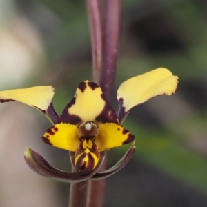 Diuris pardina at Cotter River, ACT - suppressed