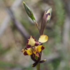 Diuris pardina at Cotter River, ACT - suppressed