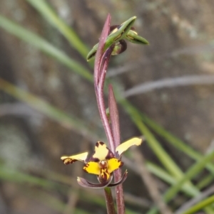 Diuris pardina at Cotter River, ACT - suppressed