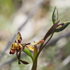 Diuris pardina at Cotter River, ACT - suppressed