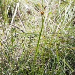 Diuris pardina at Cotter River, ACT - 14 Oct 2016