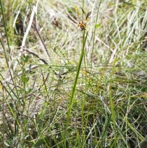 Diuris pardina at Cotter River, ACT - suppressed