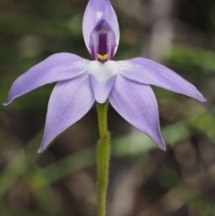 Glossodia major (Wax Lip Orchid) at Cotter River, ACT - 14 Oct 2016 by KenT