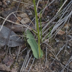 Glossodia major at Cotter River, ACT - suppressed