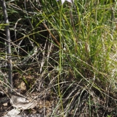 Glossodia major at Cotter River, ACT - suppressed