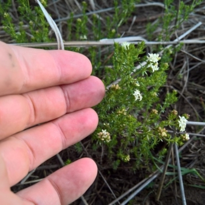 Asperula conferta (Common Woodruff) at Franklin, ACT - 27 Oct 2016 by patrickharvey