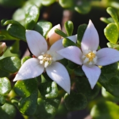 Boronia algida (Alpine Boronia) at Cotter River, ACT - 13 Oct 2016 by KenT