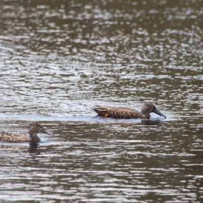 Spatula rhynchotis (Australasian Shoveler) at Murrumbateman, NSW - 27 Oct 2016 by SallyandPeter