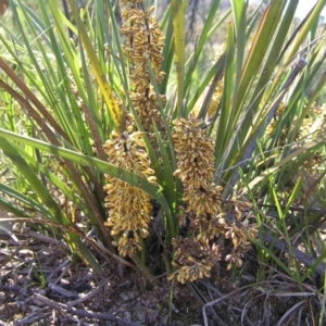 Lomandra multiflora at Kambah, ACT - 18 Oct 2010 10:03 AM