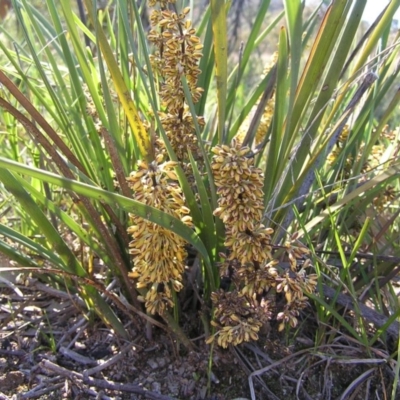 Lomandra multiflora (Many-flowered Matrush) at Kambah, ACT - 17 Oct 2010 by MatthewFrawley