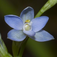 Unidentified at Bournda National Park - 27 Oct 2016 by offshore