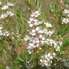 Kunzea ericoides (Burgan) at Mount Taylor - 19 Dec 2010 by MatthewFrawley