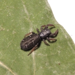 Holoplatys invenusta (Jumping spider) at Pollinator-friendly garden Conder - 11 Oct 2015 by michaelb