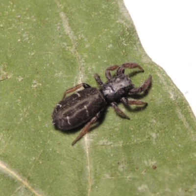 Holoplatys invenusta (Jumping spider) at Pollinator-friendly garden Conder - 11 Oct 2015 by michaelb